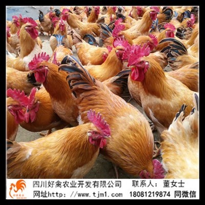 广德县青脚土鸡苗出售