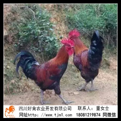 西华县快大嘛乌九斤黄鸡苗批发禽类